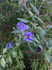 Lycianthes rantonnetii