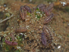 Isotomurus