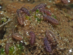 Isotomurus