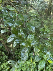 Rhamnus prinoides
