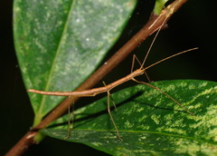 Sipyloidea larryi