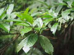 Ficus benguetensis