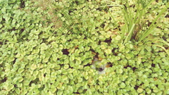 Regnellidium diphyllum