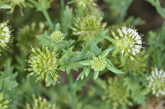 Acicarpha tribuloides