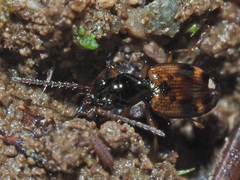Bembidion articulatum