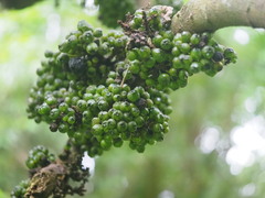 Ficus benguetensis