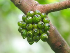 Ficus benguetensis
