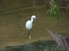 Egretta garzetta