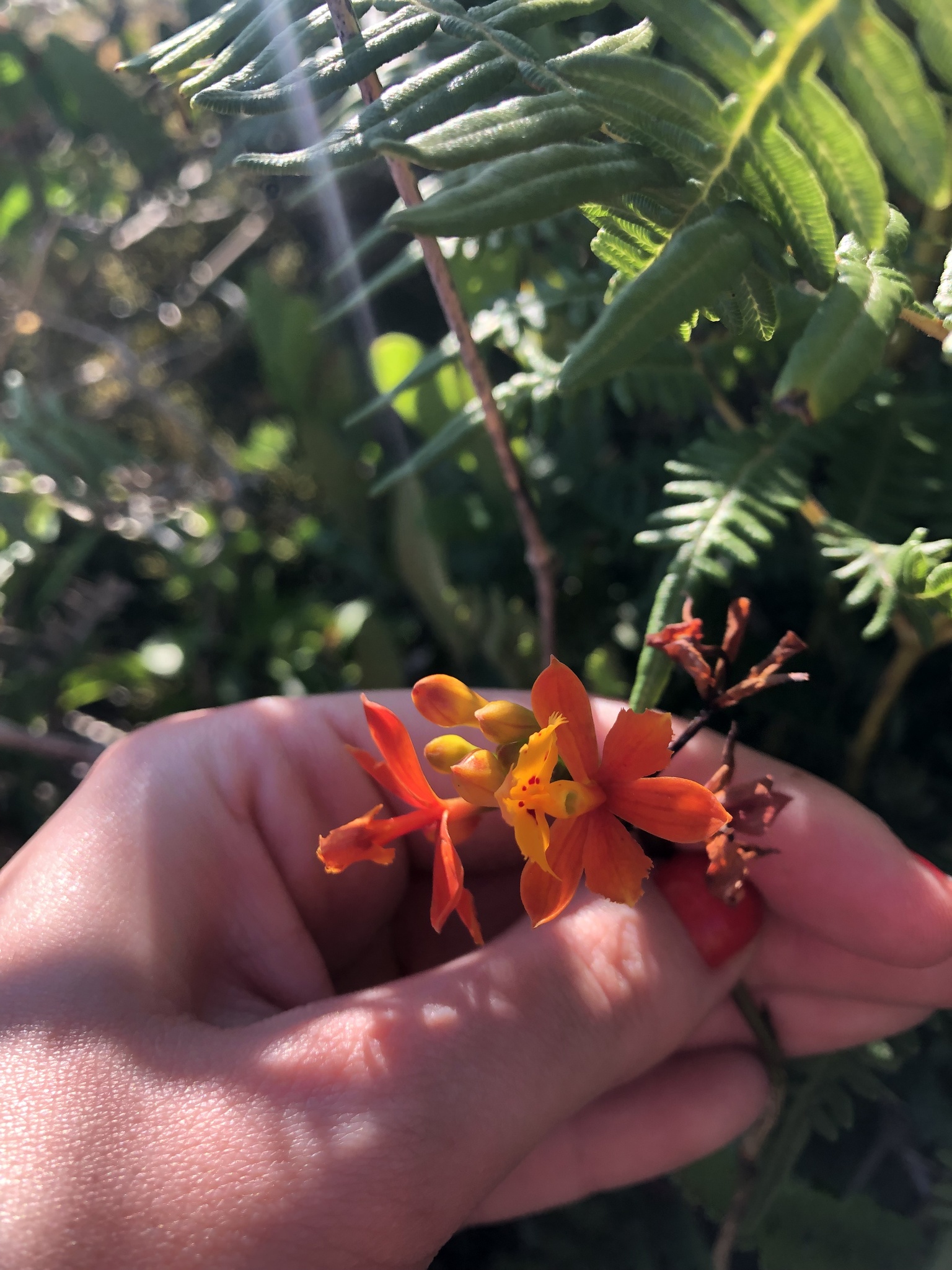Epidendrum fulgens