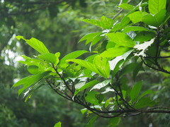 Ficus benguetensis