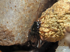 Bembidion articulatum