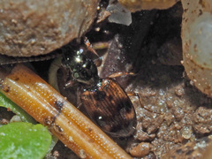 Bembidion articulatum