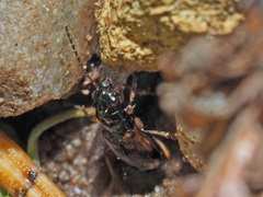 Bembidion articulatum