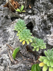 Heliotropium anomalum