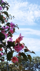 Bougainvillea glabra