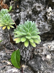 Heliotropium anomalum