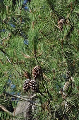 Pinus pinaster