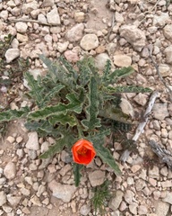 Sphaeralcea ambigua