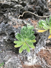 Heliotropium anomalum