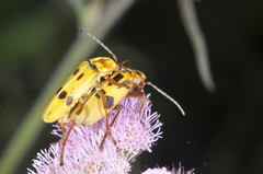Chauliognathus octomaculatus