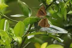 Junonia evarete