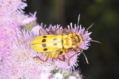 Chauliognathus octomaculatus