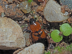 Stenolophus teutonus