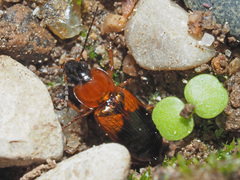 Stenolophus teutonus