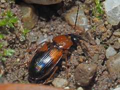 Stenolophus teutonus