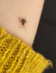 Steatoda bipunctata
