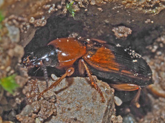 Stenolophus teutonus