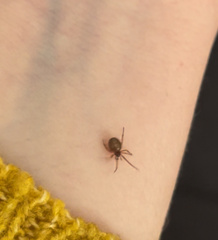 Steatoda bipunctata
