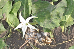 Jaborosa integrifolia