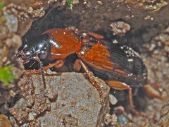 Stenolophus teutonus