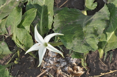 Jaborosa integrifolia