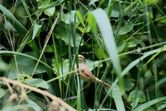 Prinia subflava