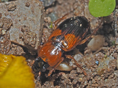 Stenolophus teutonus