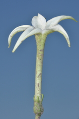 Jaborosa integrifolia