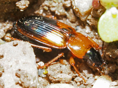 Stenolophus teutonus