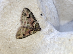 Catarhoe basochesiata