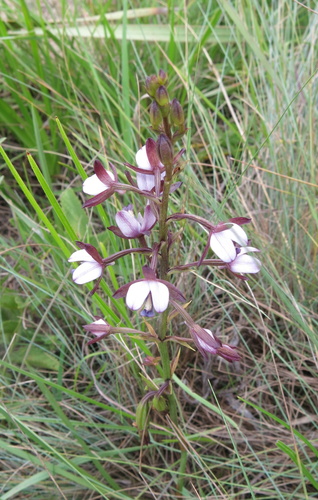 Image of Eulophia zeyheriana by no rights reserved