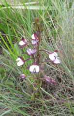 Eulophia zeyheriana