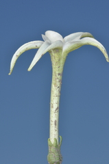 Jaborosa integrifolia