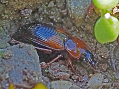 Stenolophus teutonus