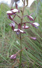 Eulophia zeyheriana