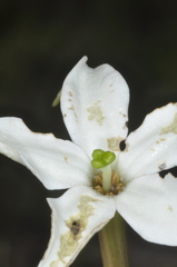 Jaborosa integrifolia