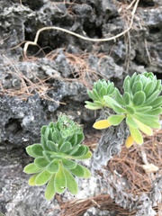 Heliotropium anomalum