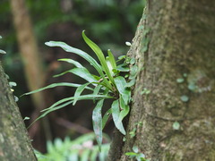 Aspleniaceae