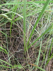 Eulophia zeyheriana