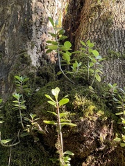 Kalanchoe rotundifolia